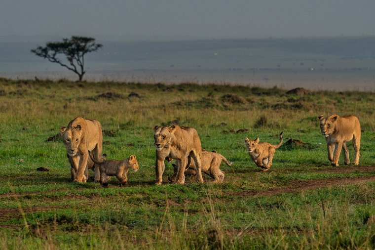 082 Masai Mara, leeuwen.jpg